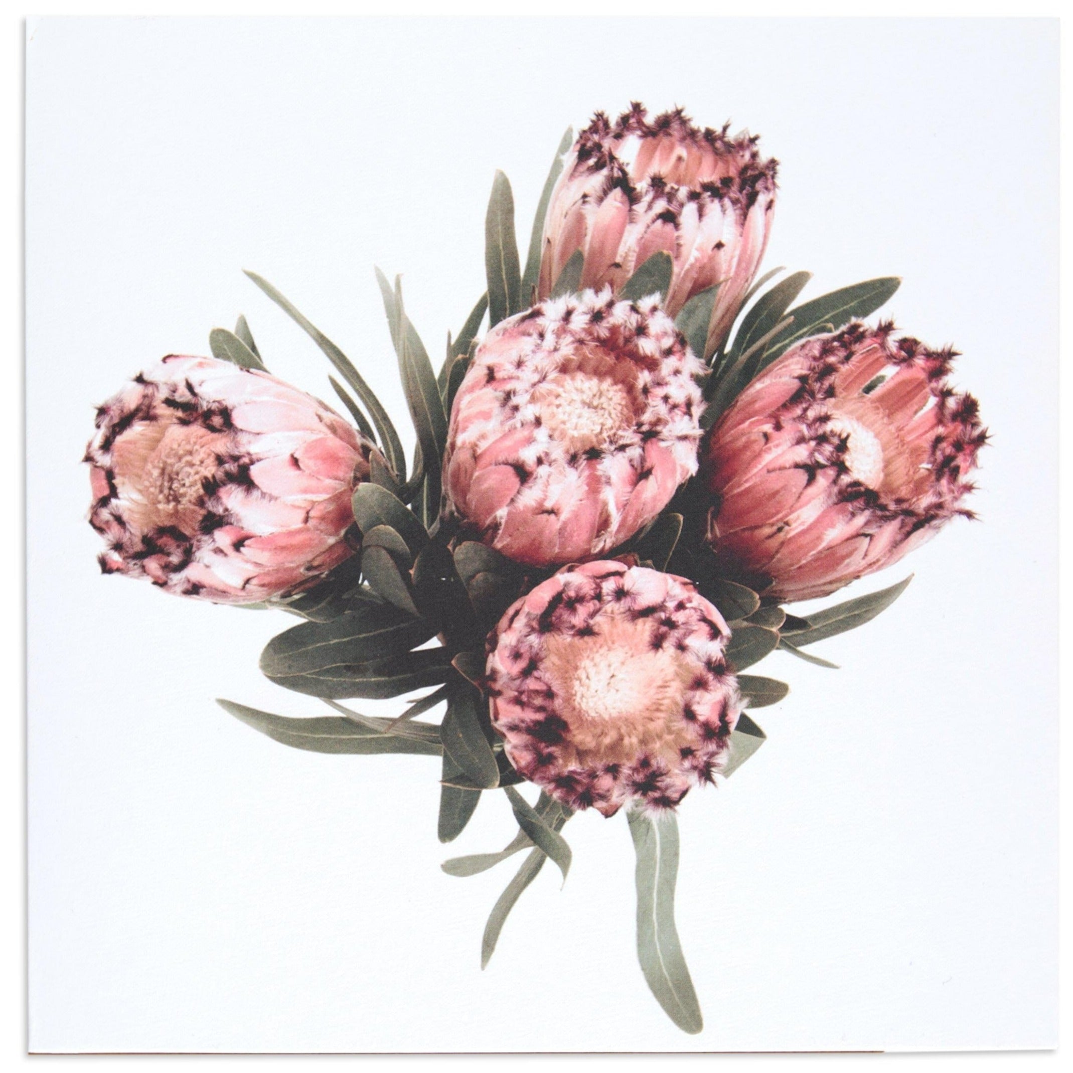Protea by Donna Delaney Blank Card